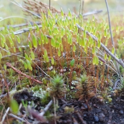 Rosulabryum sp. (A moss) at Ginninderry Conservation Corridor - 8 Sep 2021 by trevorpreston