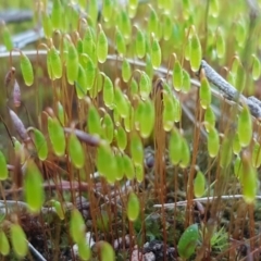 Rosulabryum sp. at Holt, ACT - 8 Sep 2021 03:42 PM