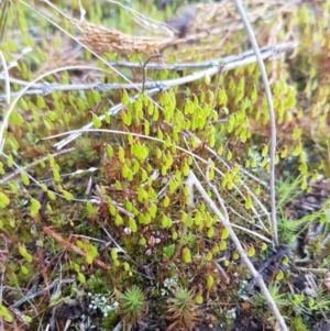 Rosulabryum sp. at Holt, ACT - 8 Sep 2021 03:42 PM