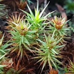 Polytrichaceae sp. (family) (A moss) at Holt, ACT - 8 Sep 2021 by trevorpreston