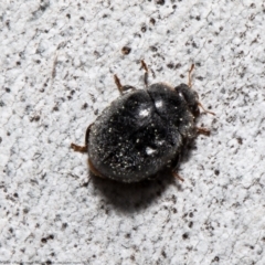 Coccinellidae (family) (Unidentified lady beetle) at Macgregor, ACT - 8 Sep 2021 by Roger