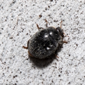 Coccinellidae (family) at Macgregor, ACT - 8 Sep 2021