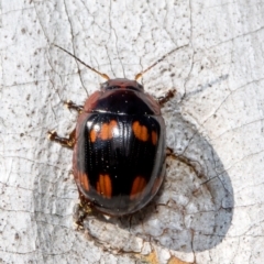 Paropsisterna beata (Blessed Leaf Beetle) at Latham, ACT - 8 Sep 2021 by Roger