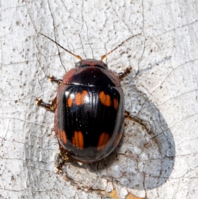 Paropsisterna beata (Blessed Leaf Beetle) at Latham, ACT - 8 Sep 2021 by Roger