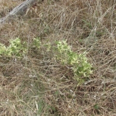 Clematis leptophylla (Small-leaf Clematis, Old Man's Beard) at Holt, ACT - 8 Sep 2021 by sangio7