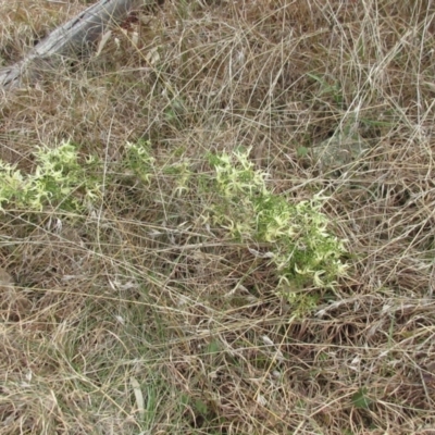 Clematis leptophylla (Small-leaf Clematis, Old Man's Beard) at Holt, ACT - 8 Sep 2021 by sangio7