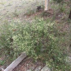 Clematis leptophylla at Holt, ACT - 8 Sep 2021