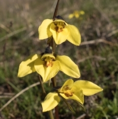 Diuris chryseopsis (Golden Moth) at Mulligans Flat - 8 Sep 2021 by C_mperman