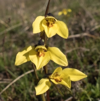 Diuris chryseopsis (Golden Moth) at Forde, ACT - 8 Sep 2021 by C_mperman