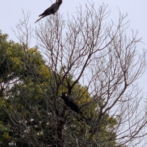 Zanda funerea at Murrumbateman, NSW - 8 Sep 2021