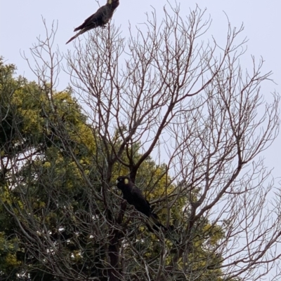 Zanda funerea (Yellow-tailed Black-Cockatoo) at Murrumbateman, NSW - 8 Sep 2021 by SimoneC