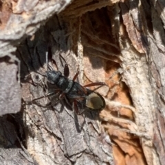 Daerlac cephalotes (Ant Mimicking Seedbug) at Murrumbateman, NSW - 8 Sep 2021 by SimoneC