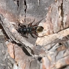 Daerlac cephalotes at Murrumbateman, NSW - 8 Sep 2021