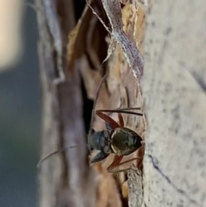 Daerlac cephalotes at Murrumbateman, NSW - 8 Sep 2021