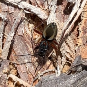 Daerlac cephalotes at Murrumbateman, NSW - 8 Sep 2021