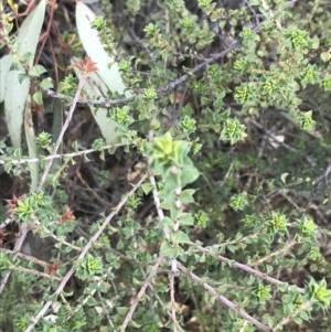 Pultenaea procumbens at Garran, ACT - 1 Sep 2021