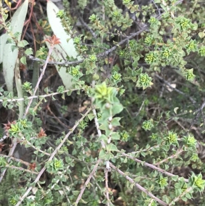 Pultenaea procumbens (Bush Pea) at Red Hill Nature Reserve - 1 Sep 2021 by Tapirlord