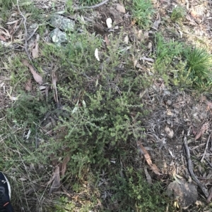 Pultenaea procumbens at Garran, ACT - 1 Sep 2021