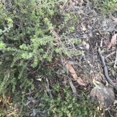 Pultenaea procumbens at Garran, ACT - 1 Sep 2021