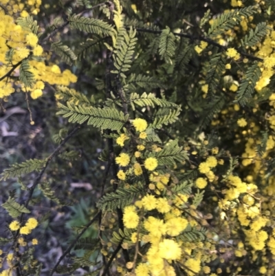 Acacia cardiophylla (Wyalong Wattle) at Garran, ACT - 1 Sep 2021 by Tapirlord