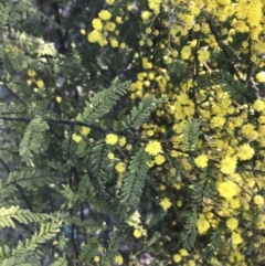 Acacia cardiophylla at Garran, ACT - 1 Sep 2021