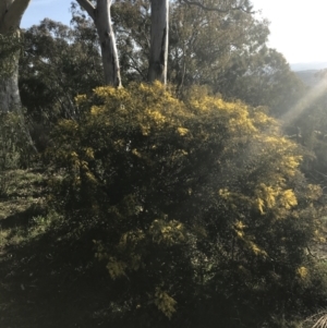 Acacia cardiophylla at Garran, ACT - 1 Sep 2021