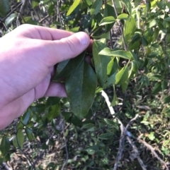 Pandorea pandorana (Wonga Wonga Vine) at Red Hill Nature Reserve - 1 Sep 2021 by Tapirlord