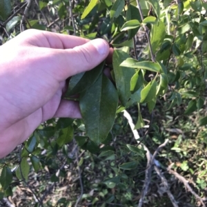 Pandorea pandorana at Garran, ACT - 1 Sep 2021 04:22 PM