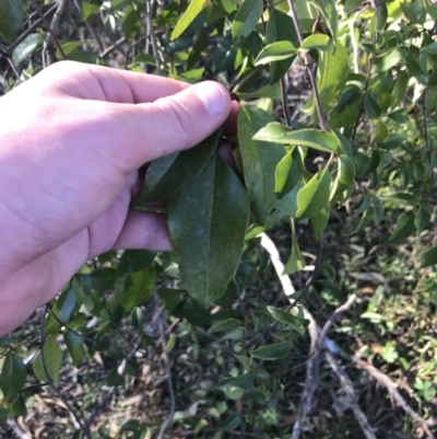 Pandorea pandorana (Wonga Wonga Vine) at Red Hill Nature Reserve - 1 Sep 2021 by Tapirlord