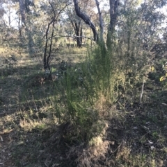 Cassinia sifton at Garran, ACT - 1 Sep 2021