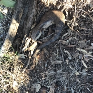 Tiliqua scincoides scincoides at Garran, ACT - 1 Sep 2021