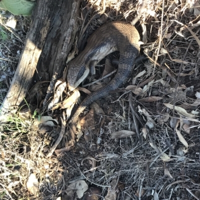 Tiliqua scincoides scincoides (Eastern Blue-tongue) at Red Hill Nature Reserve - 1 Sep 2021 by Tapirlord