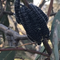 Perga sp. (genus) (Sawfly or Spitfire) at Red Hill Nature Reserve - 1 Sep 2021 by Tapirlord