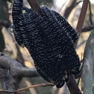 Perga sp. (genus) at Red Hill, ACT - 1 Sep 2021