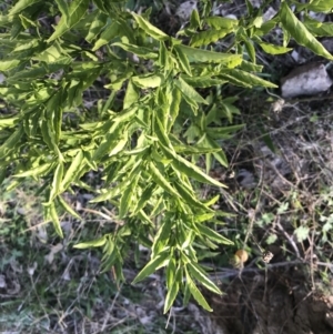 Solanum pseudocapsicum at Red Hill, ACT - 1 Sep 2021