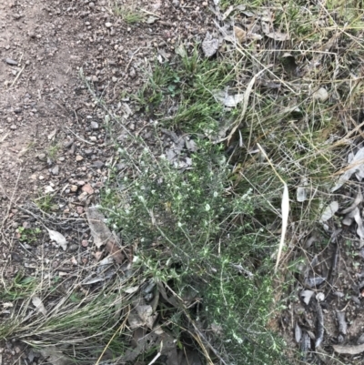 Chrysocephalum semipapposum (Clustered Everlasting) at Red Hill Nature Reserve - 1 Sep 2021 by Tapirlord