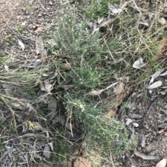 Chrysocephalum semipapposum at Red Hill, ACT - 1 Sep 2021
