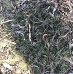 Astroloma humifusum (Cranberry Heath) at Red Hill Nature Reserve - 1 Sep 2021 by Tapirlord