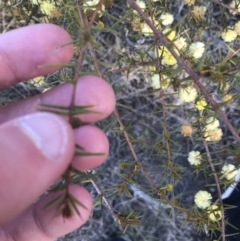 Acacia ulicifolia (Prickly Moses) at Red Hill, ACT - 1 Sep 2021 by Tapirlord