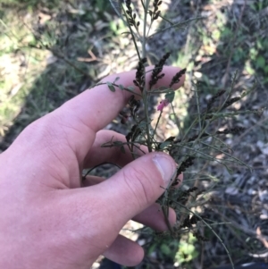 Indigofera adesmiifolia at Red Hill, ACT - 1 Sep 2021 03:38 PM