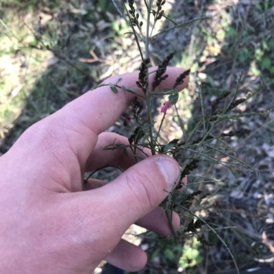 Indigofera adesmiifolia (Tick Indigo) at Red Hill Nature Reserve - 1 Sep 2021 by Tapirlord