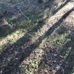 Indigofera adesmiifolia at Red Hill, ACT - 1 Sep 2021