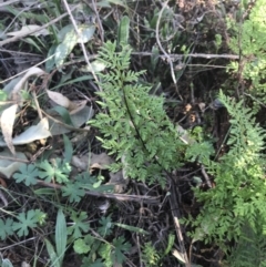 Cheilanthes austrotenuifolia (Rock Fern) at Symonston, ACT - 1 Sep 2021 by Tapirlord