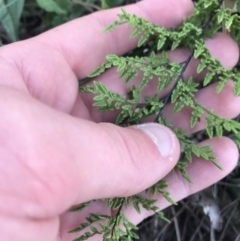 Cheilanthes austrotenuifolia at Red Hill Nature Reserve - 1 Sep 2021 03:21 PM