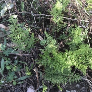 Cheilanthes austrotenuifolia at Red Hill Nature Reserve - 1 Sep 2021 03:21 PM