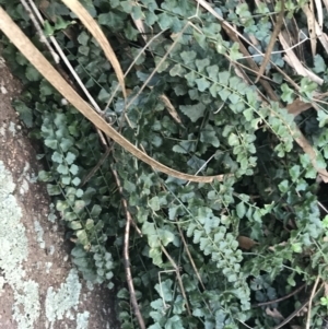 Asplenium flabellifolium at Symonston, ACT - 1 Sep 2021 03:18 PM