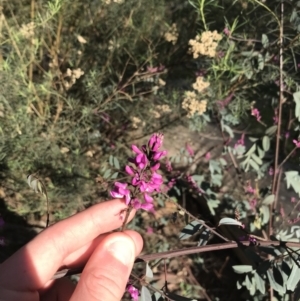 Indigofera australis subsp. australis at Symonston, ACT - 1 Sep 2021 03:16 PM