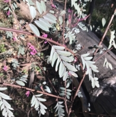 Indigofera australis subsp. australis at Symonston, ACT - 1 Sep 2021 03:16 PM