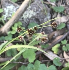 Luzula densiflora (Dense Wood-rush) at Red Hill Nature Reserve - 1 Sep 2021 by Tapirlord
