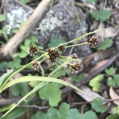 Luzula densiflora (Dense Wood-rush) at Symonston, ACT - 1 Sep 2021 by Tapirlord